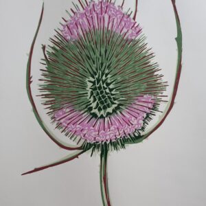 August Teasel